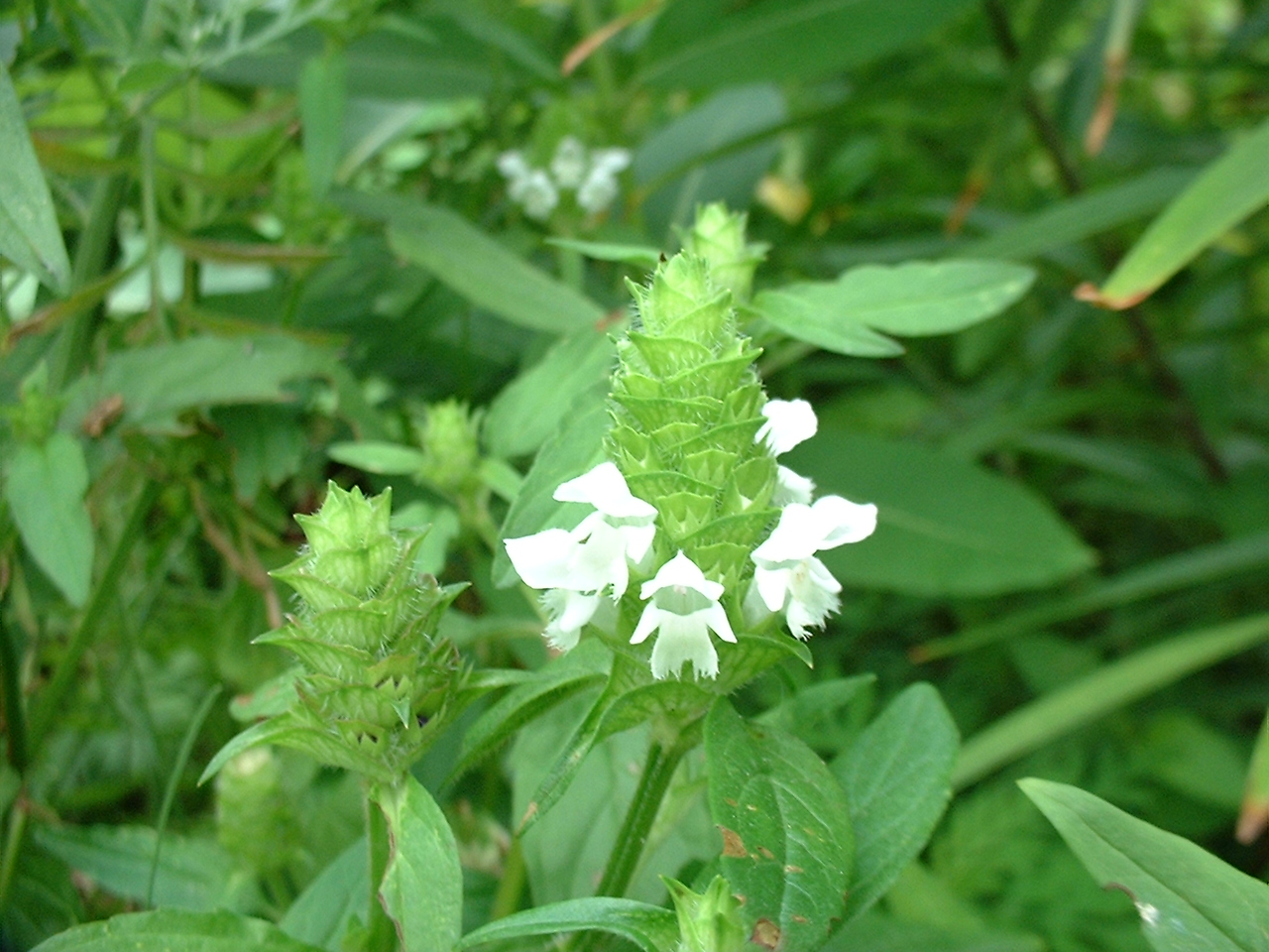 Prunella vulgaris alba